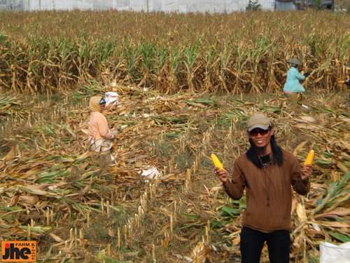 Kisah Jhe Mukti, Aktivis Tolak Tambang Emas dengan Gagasan Ekonomi Berkelanjutan 1 Jhe Mukti membawa jagung hasil panen di Malang