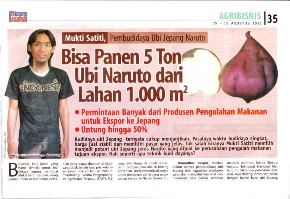 Kisah Jhe Mukti, Aktivis Tolak Tambang Emas dengan Gagasan Ekonomi Berkelanjutan 2 Kliping Jhe Mukti setelah sukses budidaya Ubi Naruto
