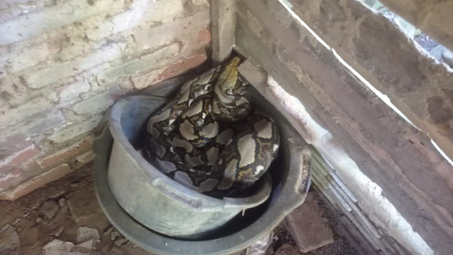 Kepergok Mangsa Ayam Warga, Dua Ular Piton Diboyong Satpol PP Trenggalek 1 Ular Piton yang memangsa ayam milik warga