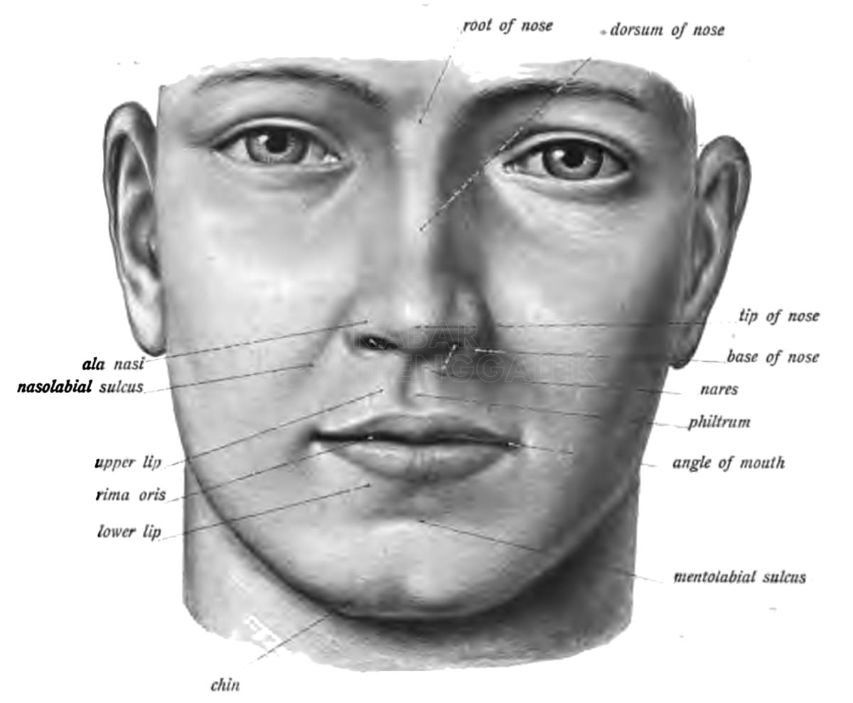 Apa Nama Lekukan di Antara Hidung dan Bibir Kita? 1 Ilustrasi lekukan di antara hidung dan bibir