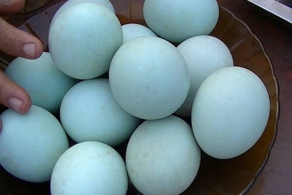 Kandungan Nutrisi dalam Telur 3 Telur Bebek