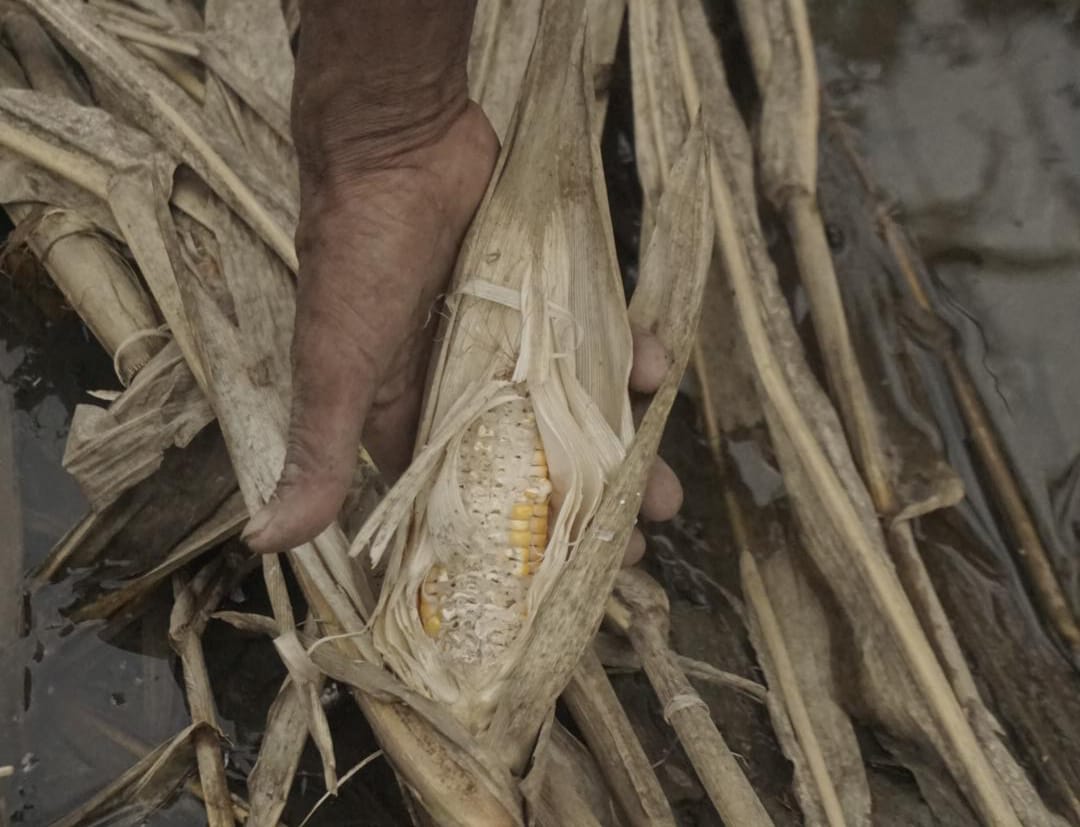 Senyum Kecut Petani Jagung Trenggalek: 512 Hektar Lahan Gagal Panen 1 Jagung yang mati akibat banjir di Trenggalek
