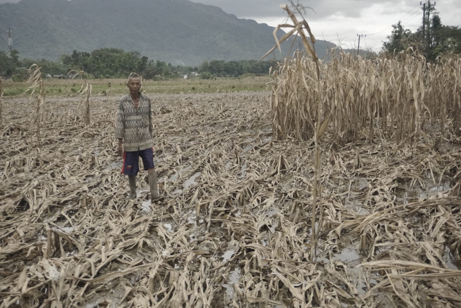 Senyum Kecut Petani Jagung Trenggalek: 512 Hektar Lahan Gagal Panen 2 Lahan jagung seluas 512 hektare yang gagal panen