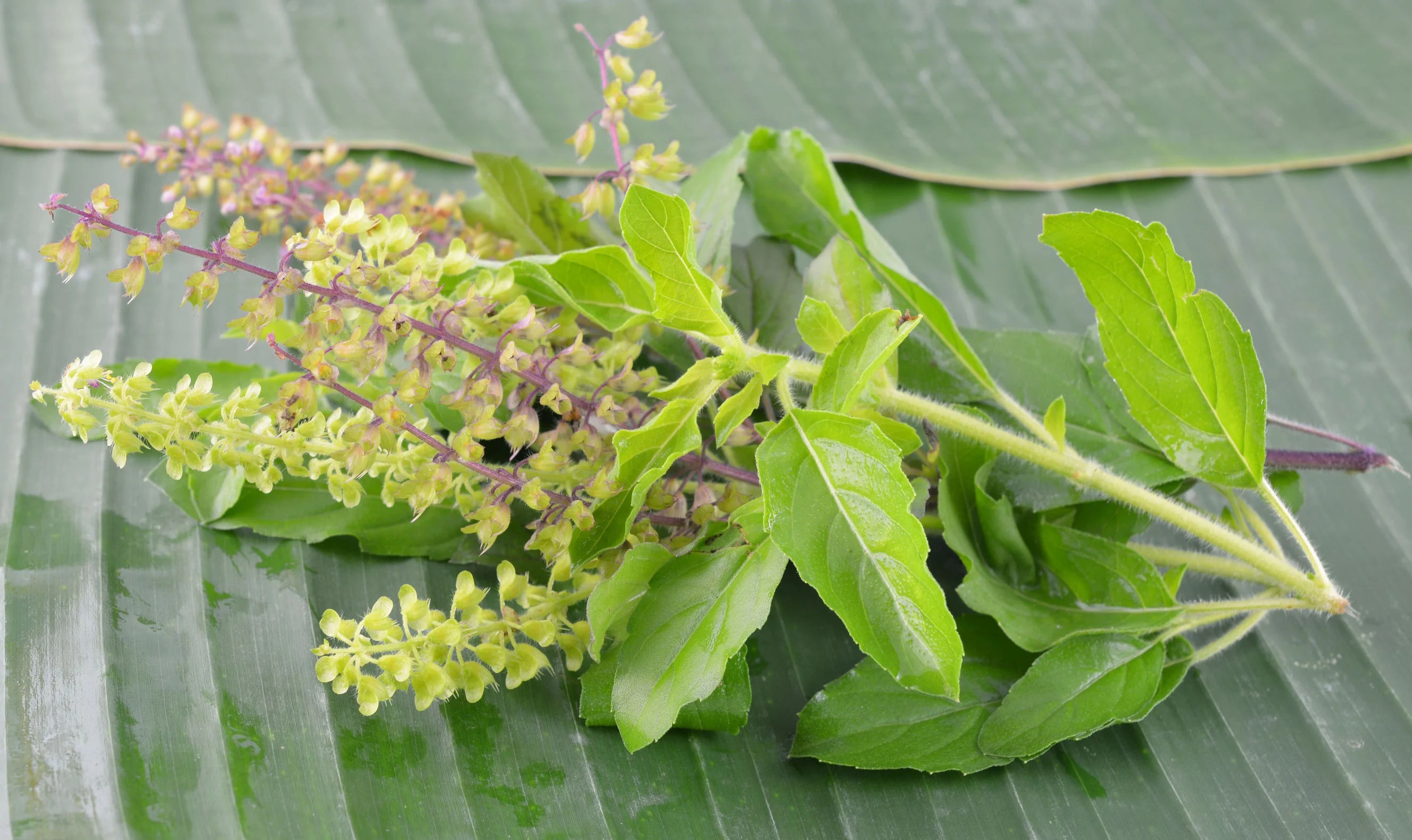 Benefits of Tulsi Health Tips from Kokilaben Hospital