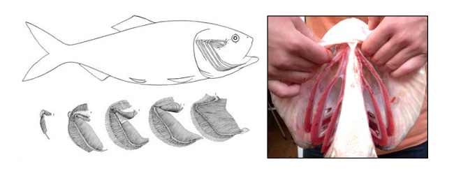 Comment Les Poissons Respirent Ils Sous L Eau