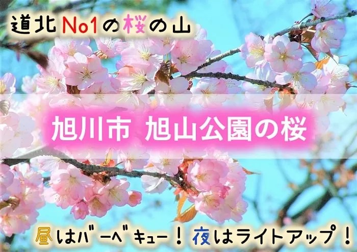 旭川桜の名所10選 旭川近郊から厳選の花見スポット 旭山公園の開花予想はいつ