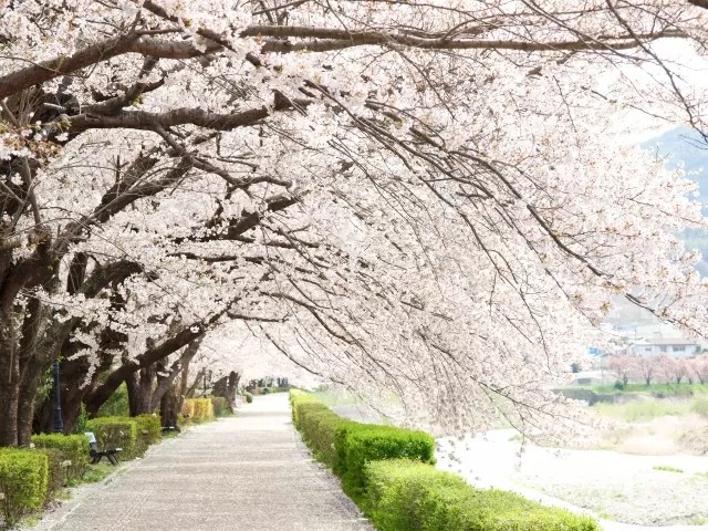 登別桜並木の開花情報 見頃はいつ アクセスや駐車場は 登別桜並木の開花情報 見頃はいつ アクセスや駐車場は