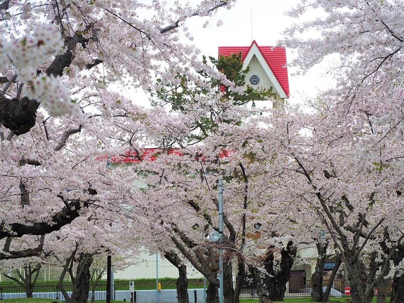 渡島の桜名所10選 森町 八雲町などの厳選花見スポット 開花時期はいつだ 渡島の桜名所10選 森町 八雲町などの厳選花見スポット 開花時期はいつだ