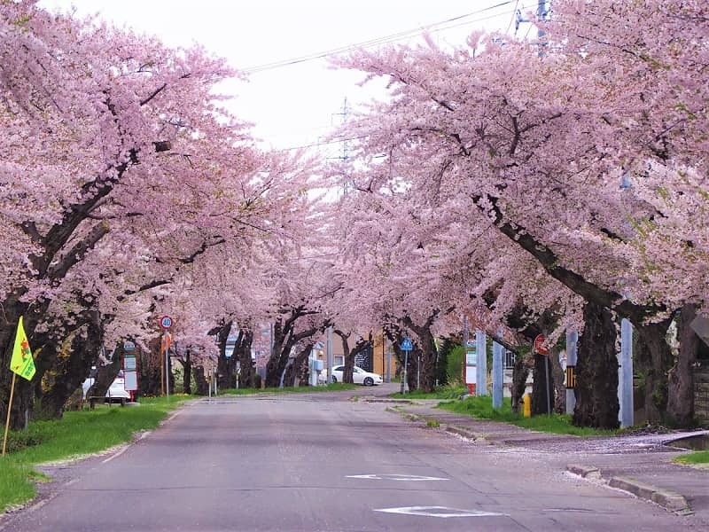 渡島の桜名所10選 森町 八雲町などの厳選花見スポット 開花時期はいつだ 渡島の桜名所10選 森町 八雲町などの厳選花見スポット 開花時期はいつだ
