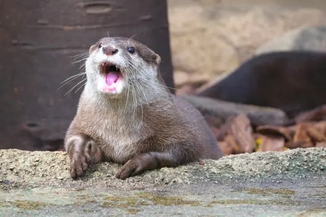 サンピアザ水族館の料金割引やクーポンがある 駐車場の行き方は ペンギンとカワウソ大人気 ラッコはいないよ サンピアザ水族館の料金割引やクーポンがある 駐車場の行き方は ペンギンとカワウソ大人気 ラッコはいないよ