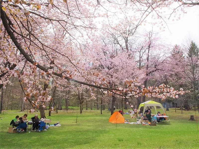 旭川桜の名所10選】旭川近郊から厳選の花見スポット！旭山公園の開花 