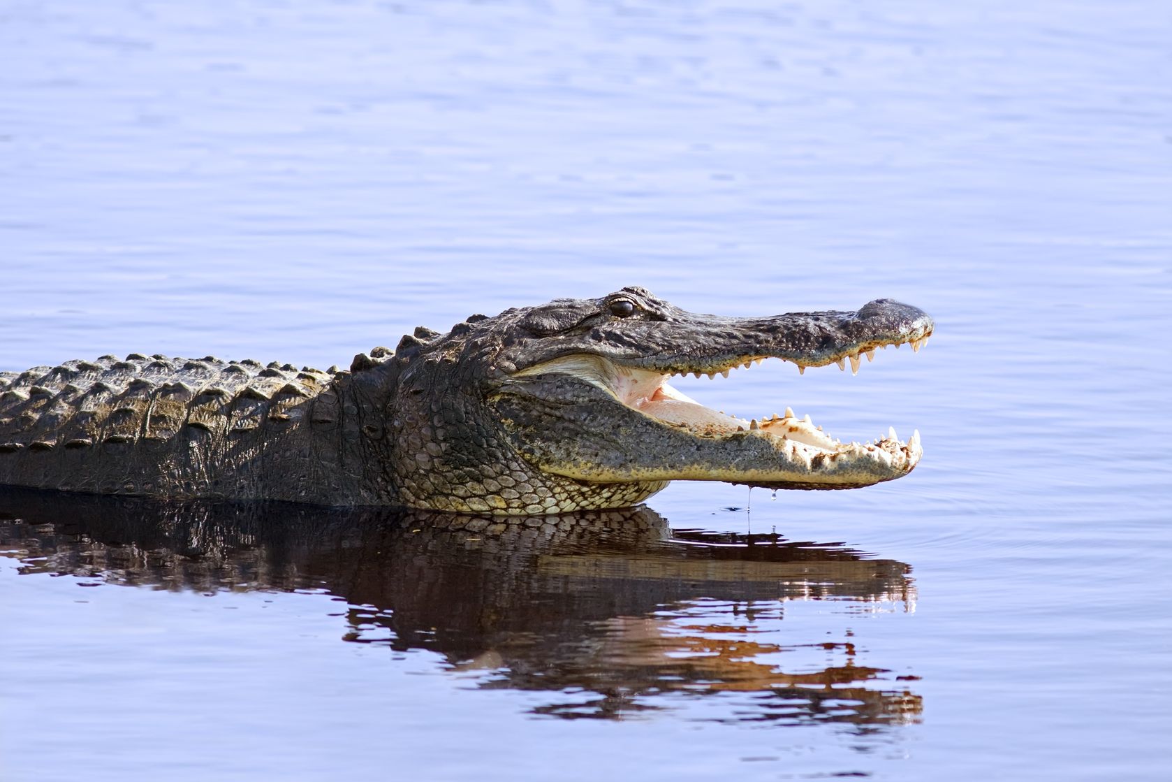 Sound Off Killing the Disney Alligator(s) Was Dumb Ladyclever