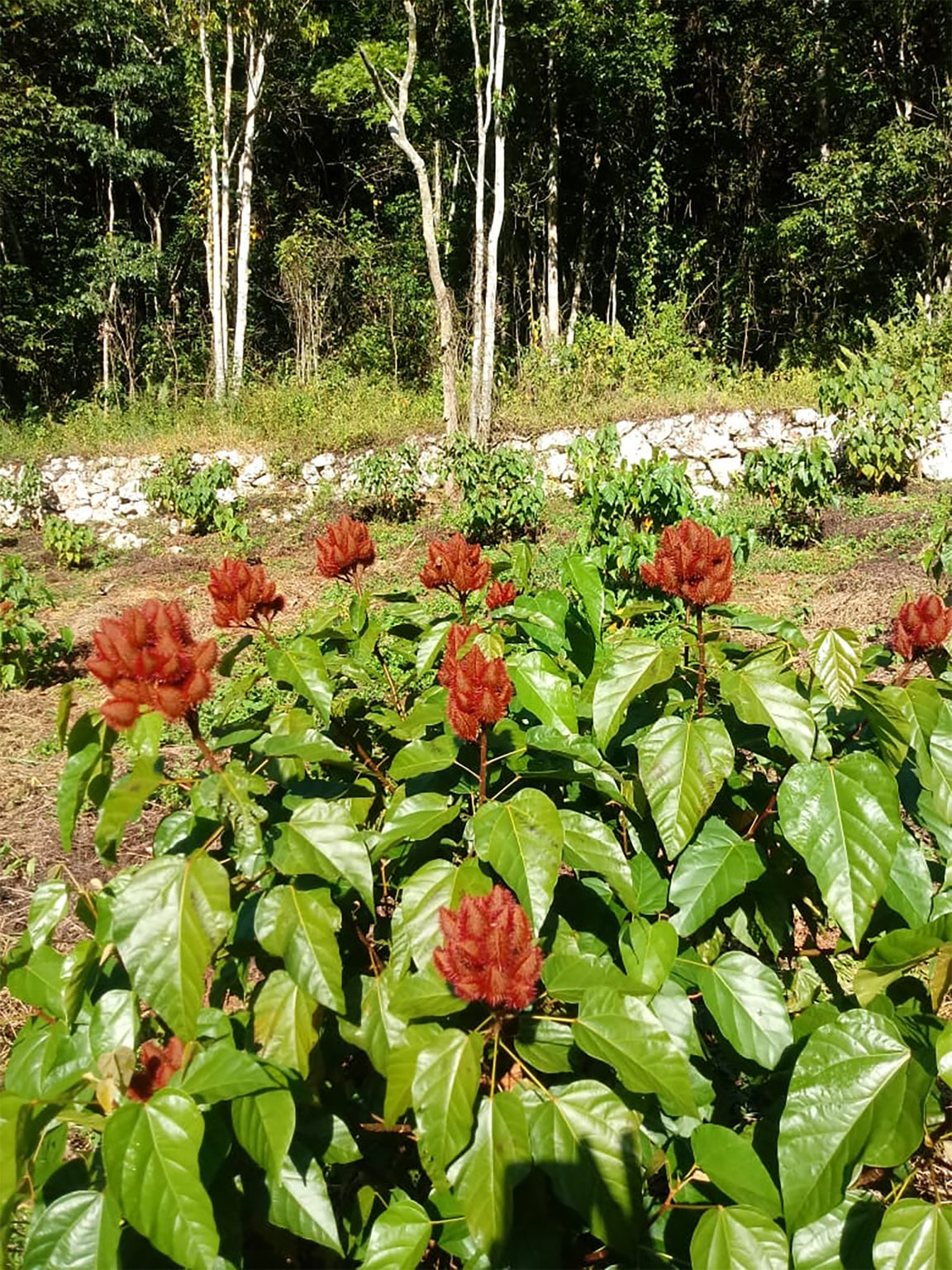 Bixin and Norbixin What’s the Difference? Givaudan Sense Colour