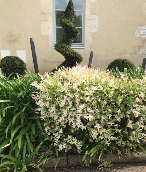 Saule Crevette Salix Integra Hakuro Nishiki Les Jardins De Phocas