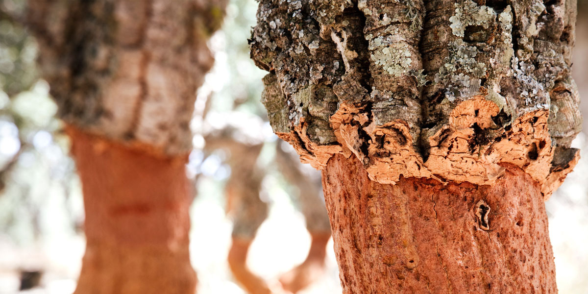 Les Mille Vertus Du Chene Liege Liege Evasion Sacs En Liege