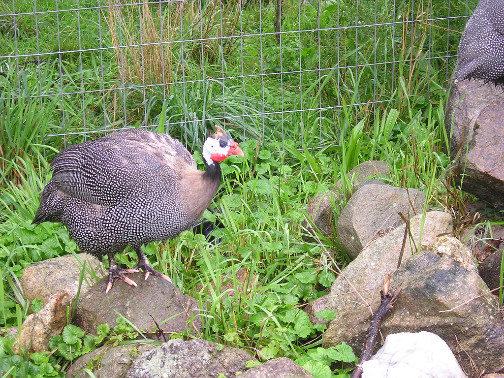 Purr Oak Hen Pown » Otaewns