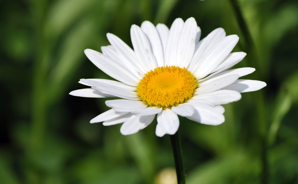 DSC_0292 A daisy blooming in my backyard karenpaints76 Flickr