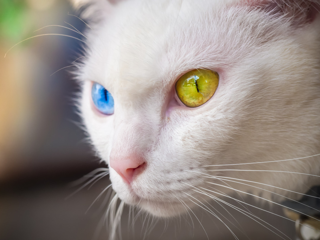 The world's most expensive cat breeds