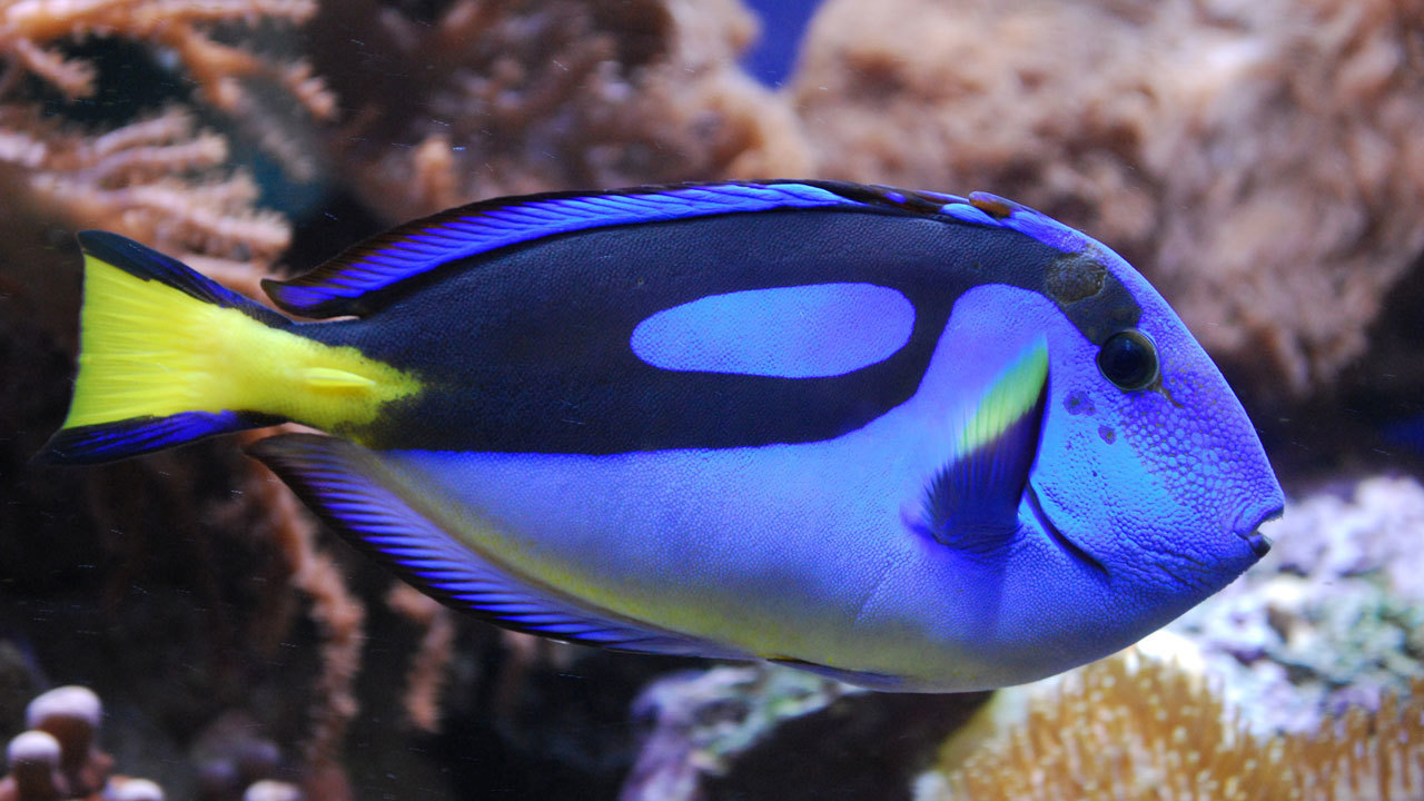 Love Disney's 'Dory' fish? Soon, you could get your own