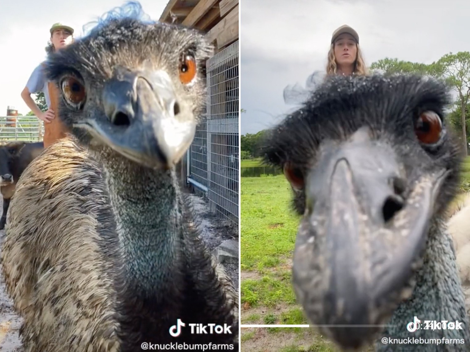 Florida Emu Goes Viral With Impertinent Antics at Knuckle Bump Farms