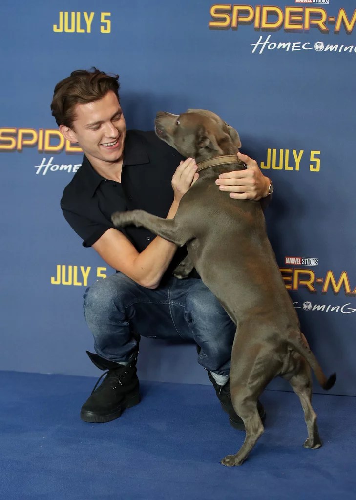 Tom Holland With His Dog Pictures POPSUGAR Celebrity
