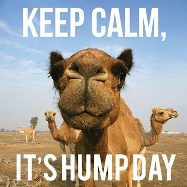 Happy Hump Day Meme Images, Humor and Funny Pics