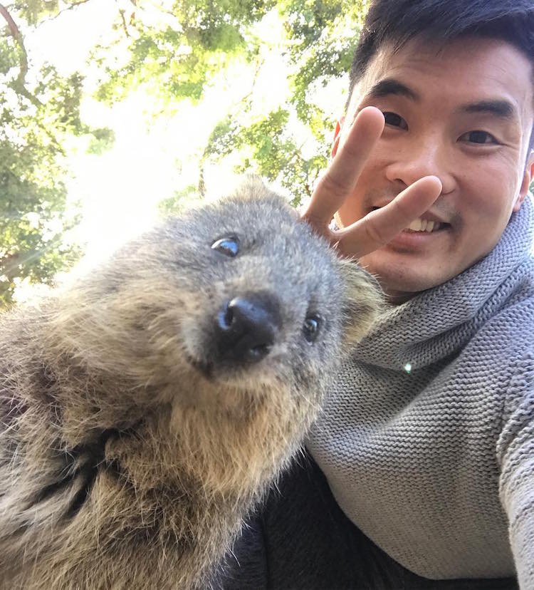 Quokka Selfie Trend Has People Posing with Adorable Australian Animal
