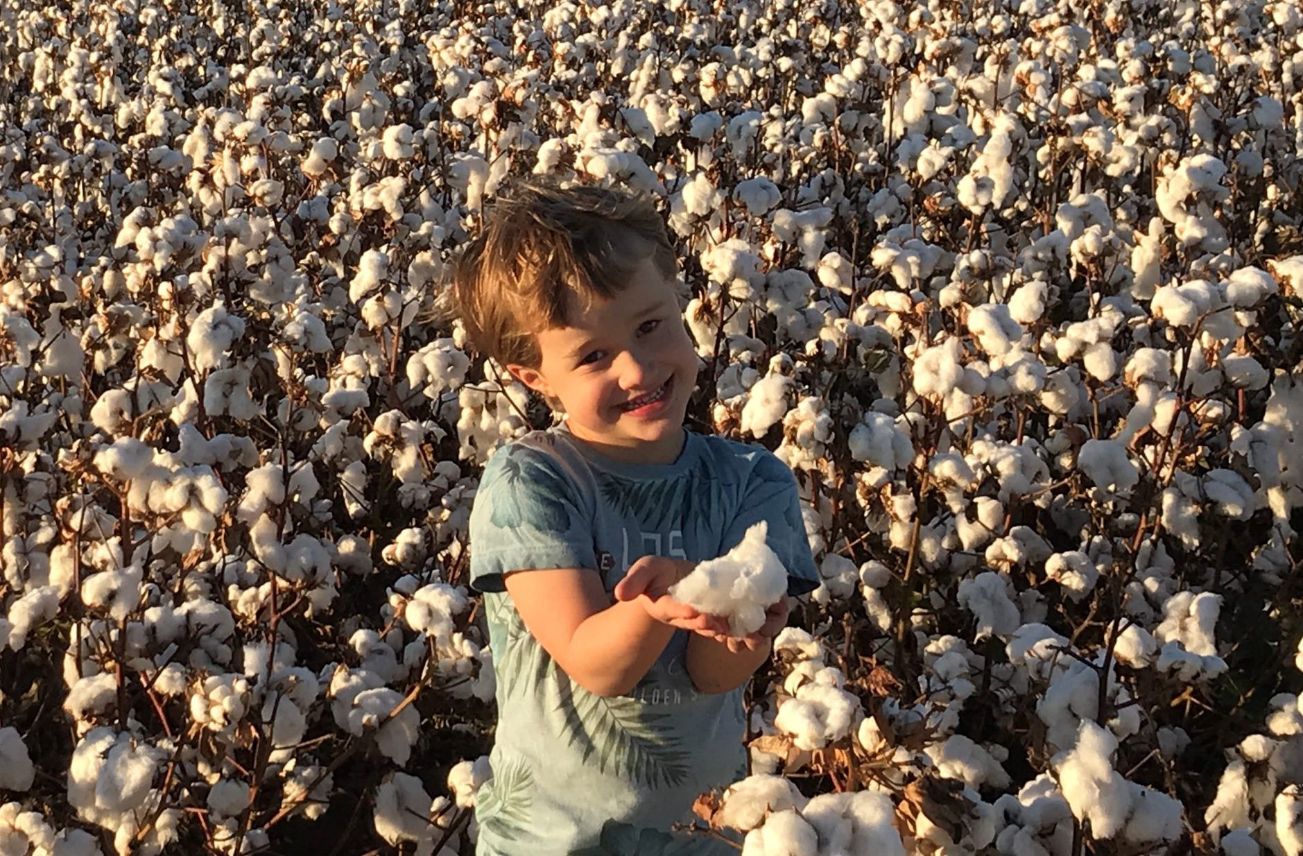 Cotton picking season The Courier