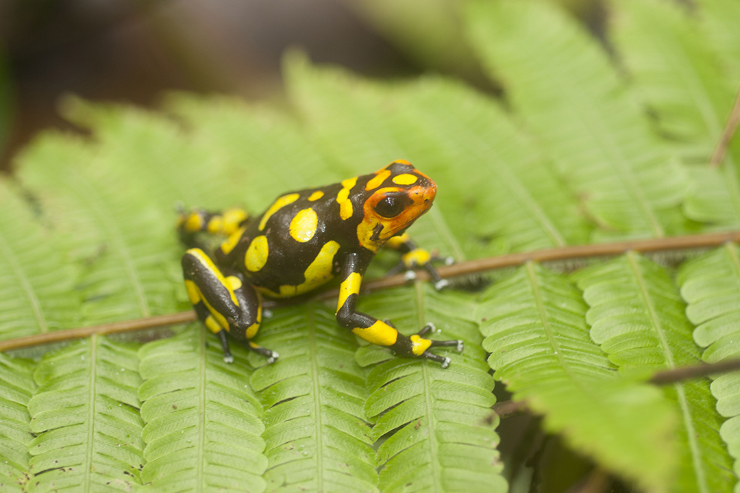 U of S researchers discover three new species of poisonous Colombian