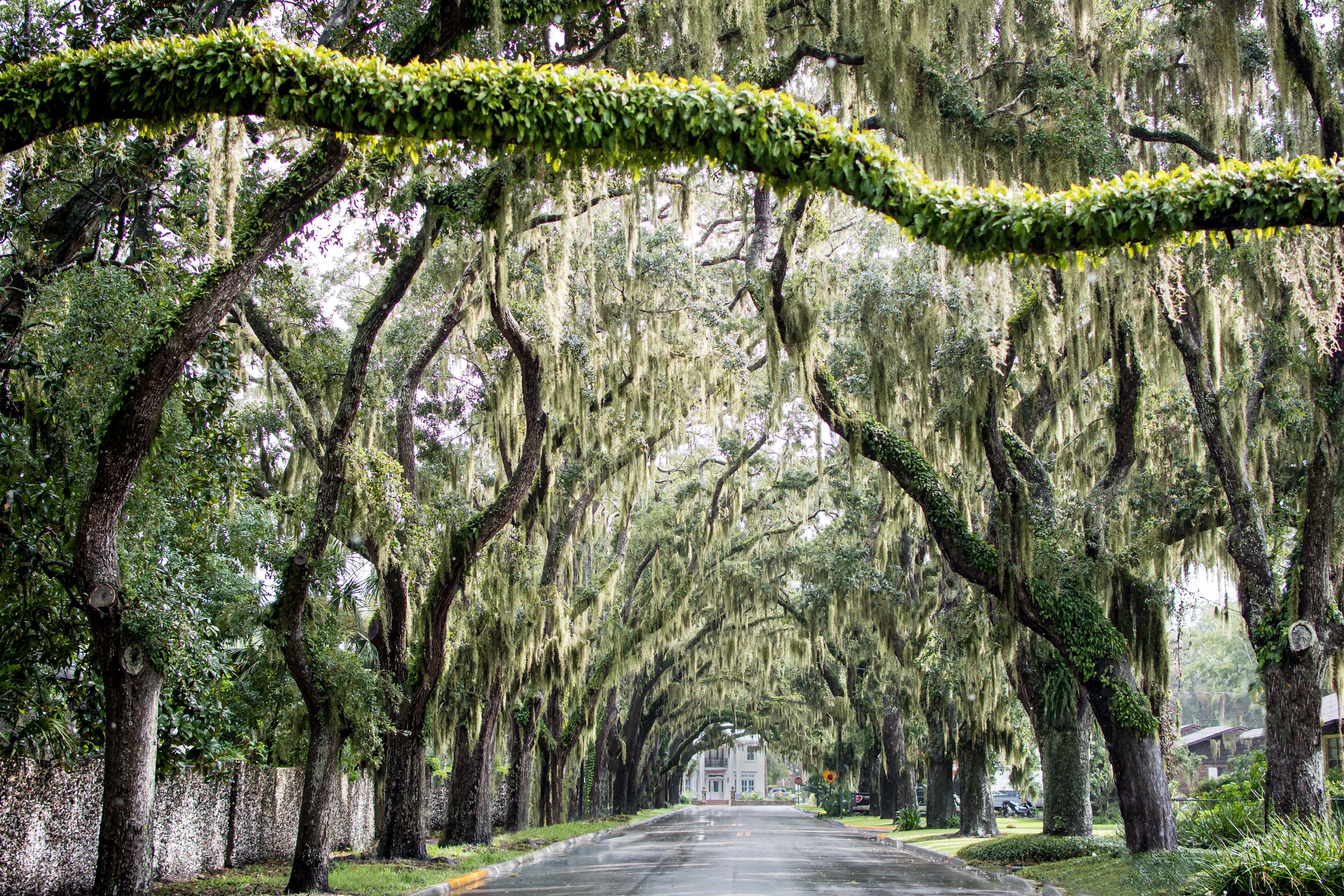 Saint Augustine Florida most beautiful street on Magnolia Avenue