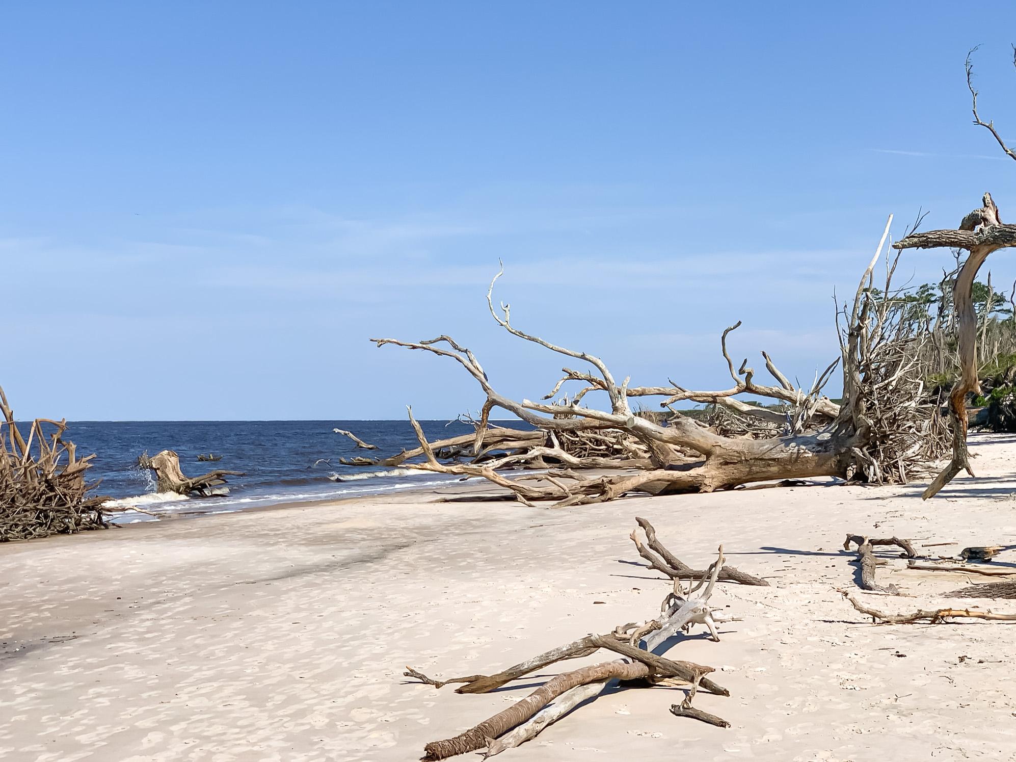 boneyard beach Big Talbot Island State Park