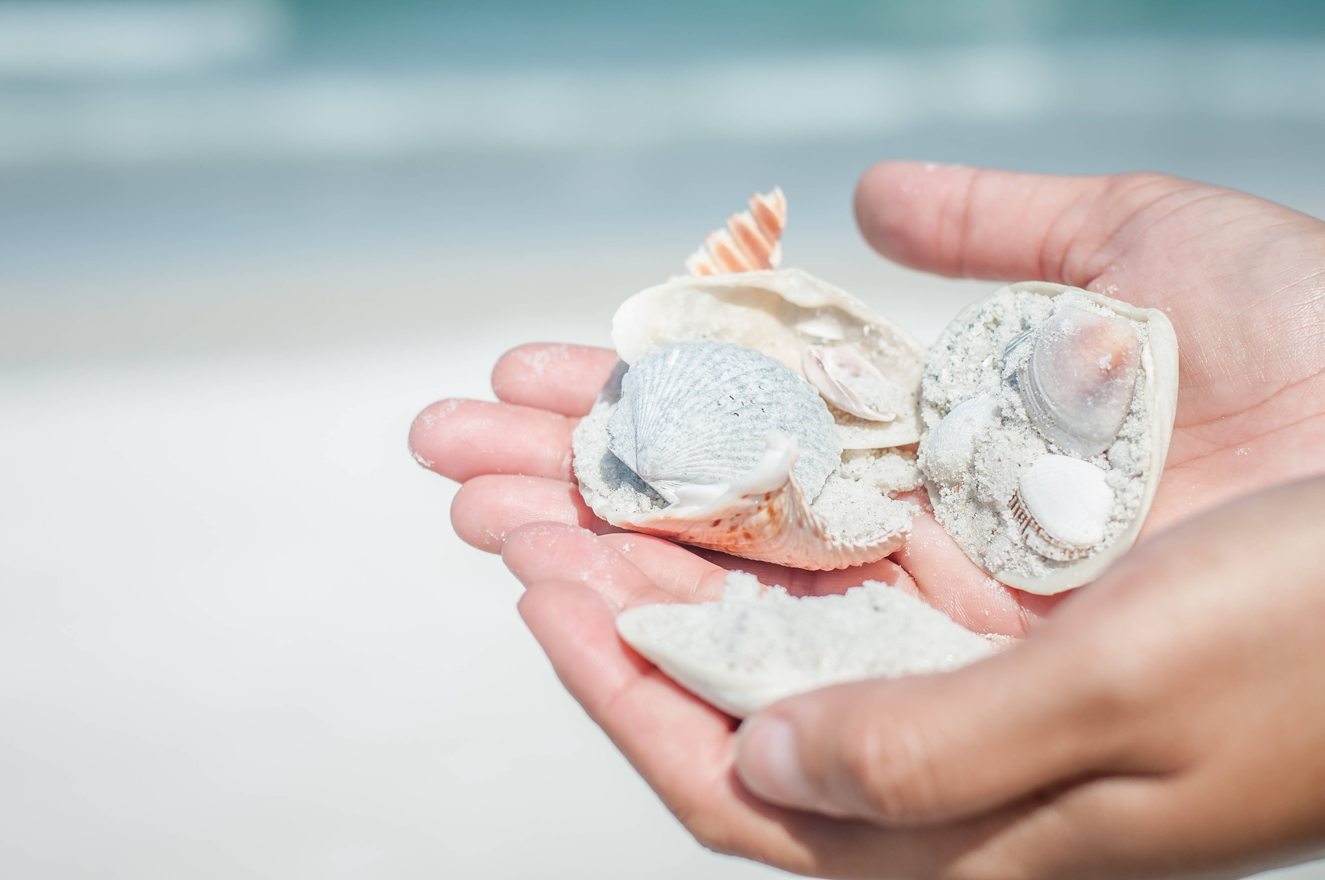 shell hunting in siesta keys