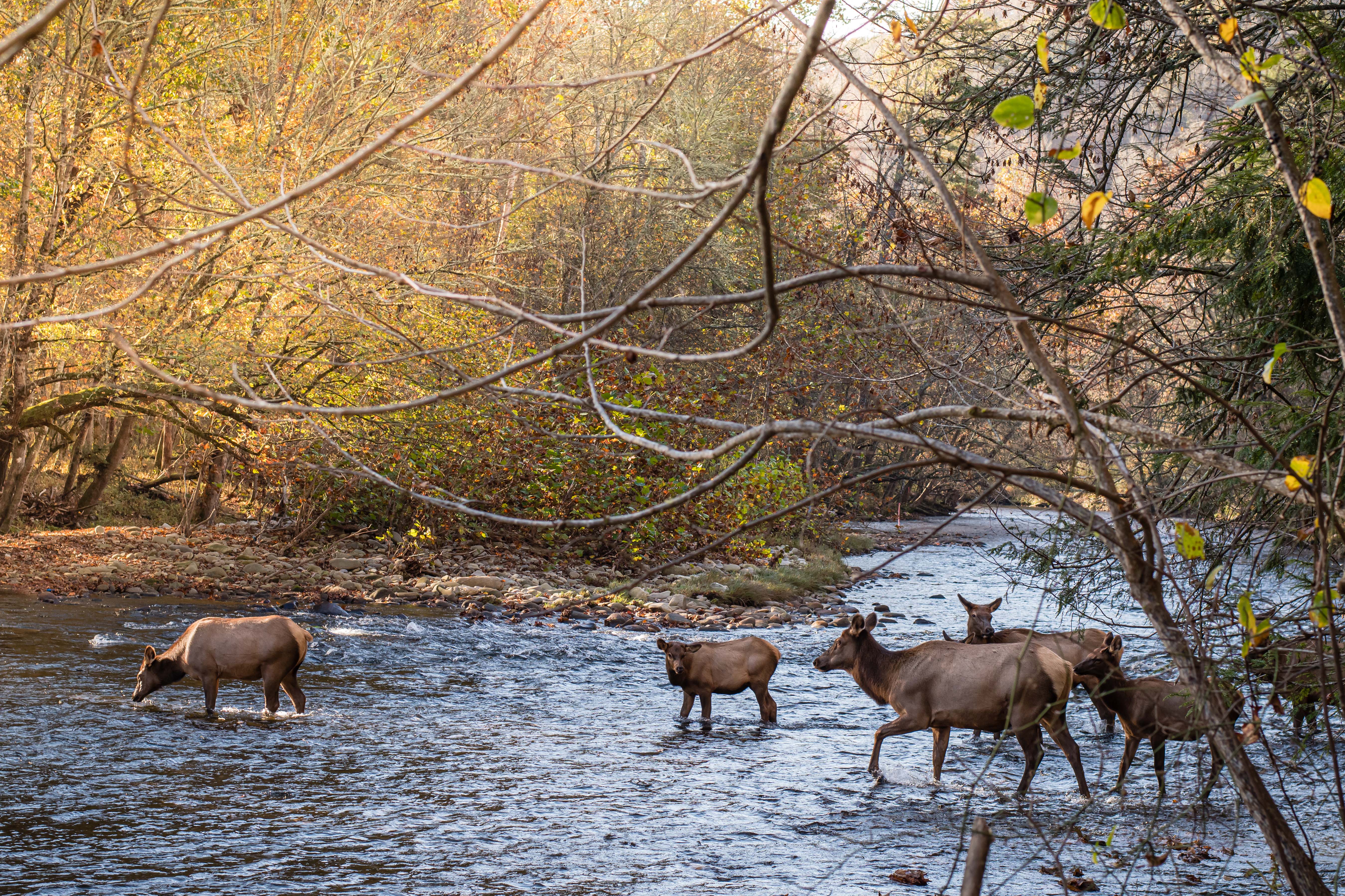 elk crossing the river in cherokee north carolina