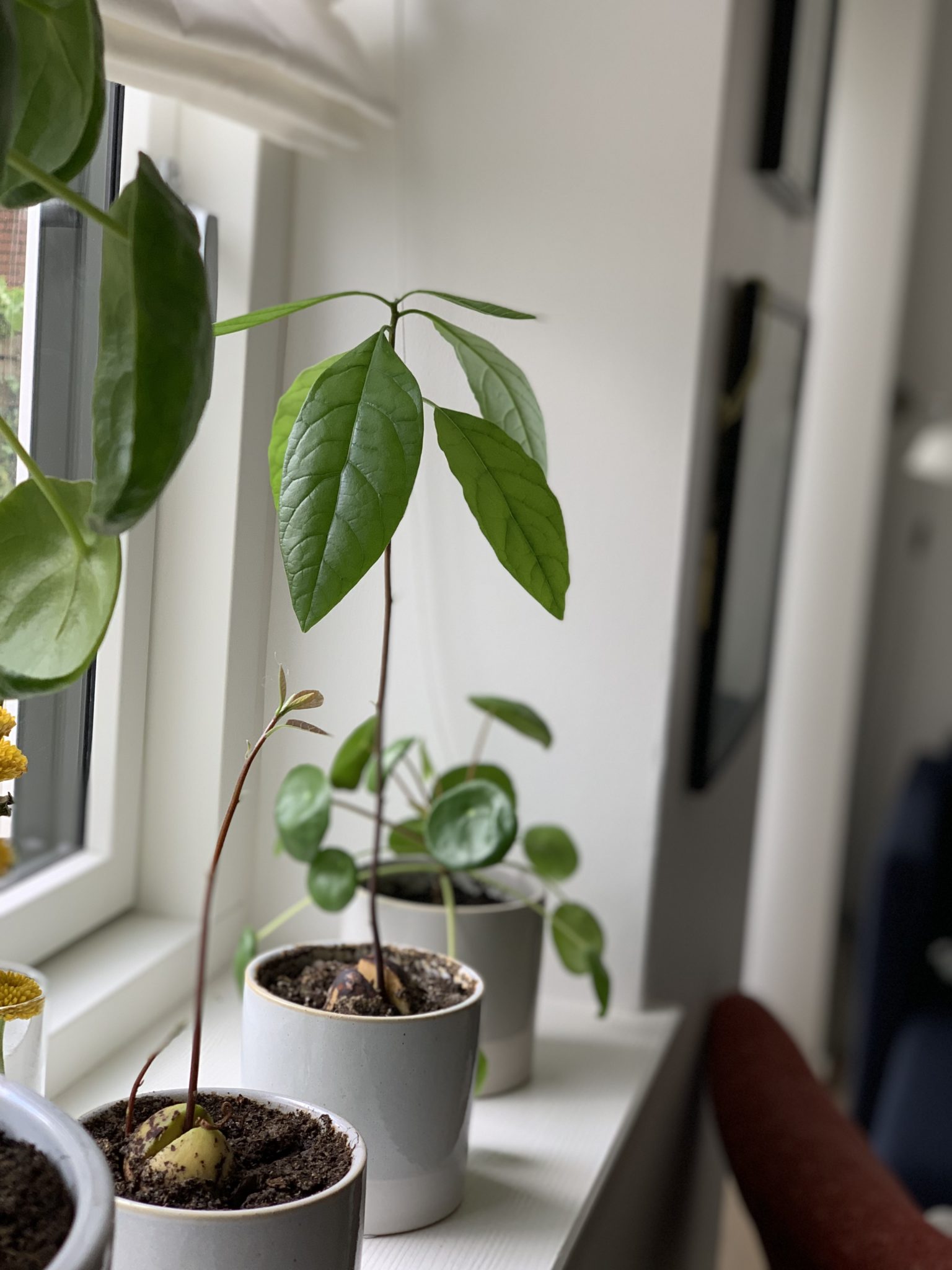 Plante Guide Fra Avocado Sten Til Plante Nynnely