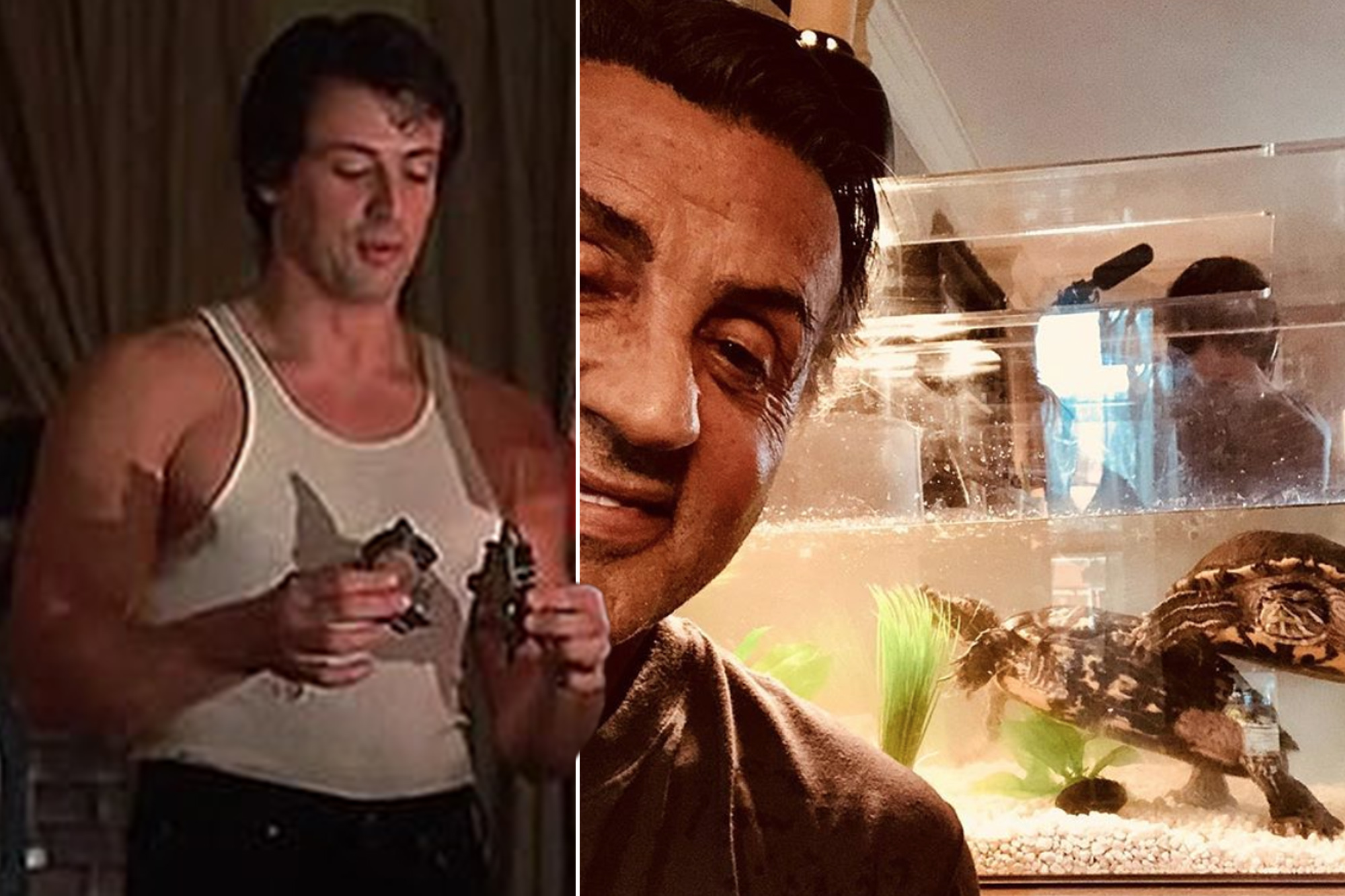 Sylvester Stallone is still pals with turtles from original ‘Rocky’