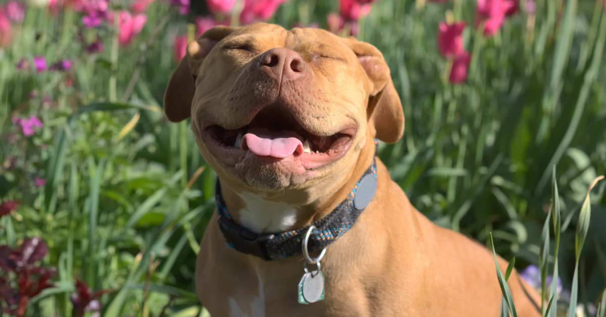What To Know About Caffeine Toxicity If Your Dog Ate Coffee Grounds