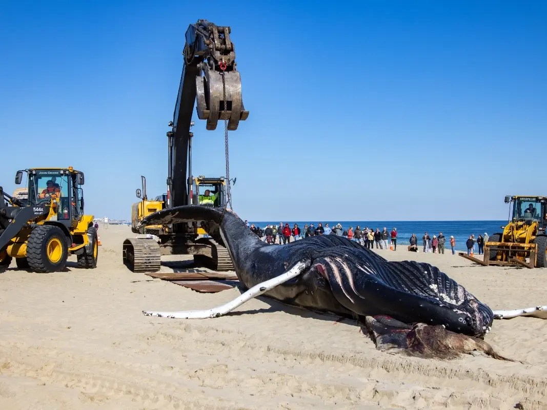 Cause Of Death For Whale That Washed Up On The Jersey Shore Revealed