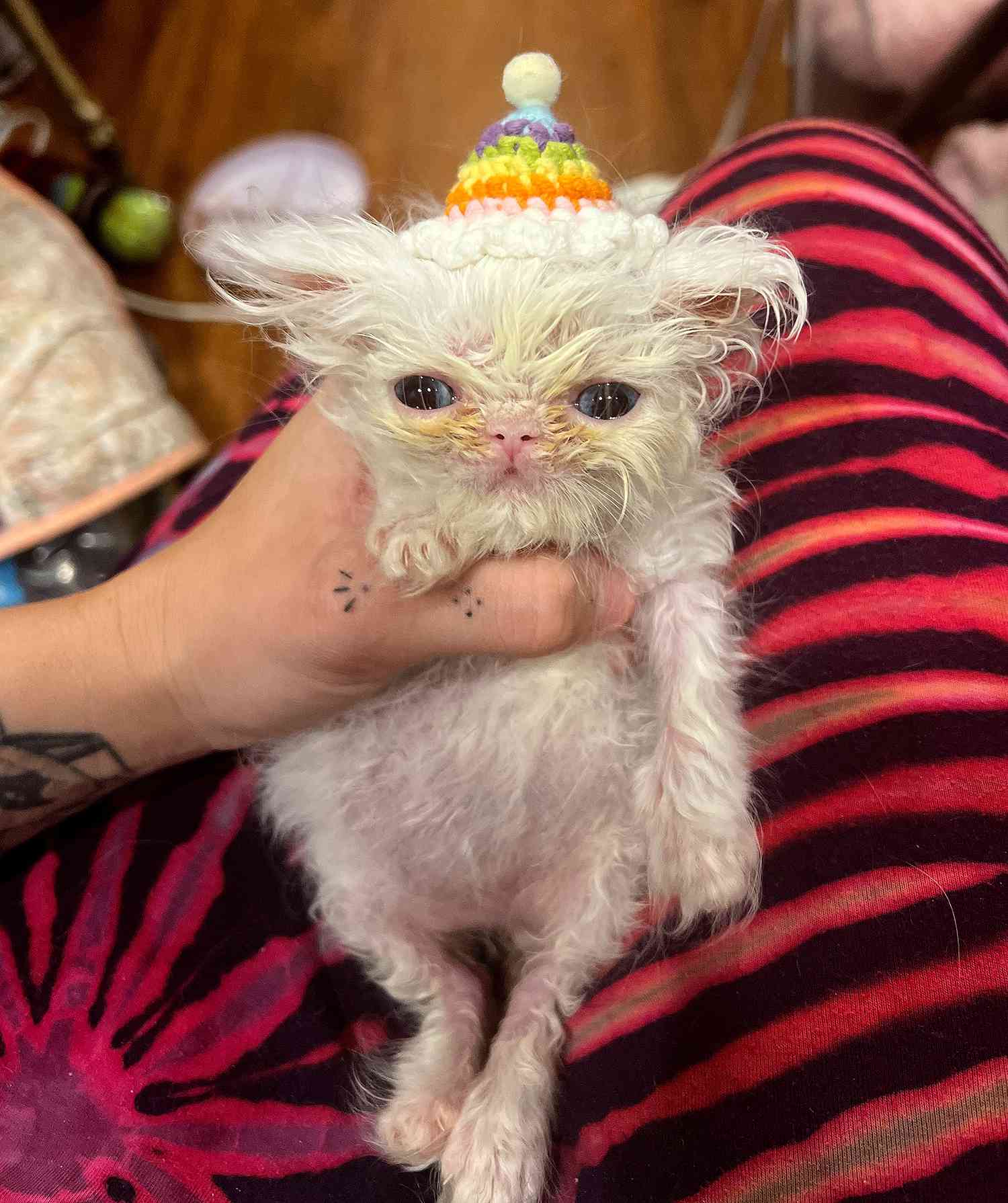 Meet Wisp, the Persian Kitten TikTok Is in Love with