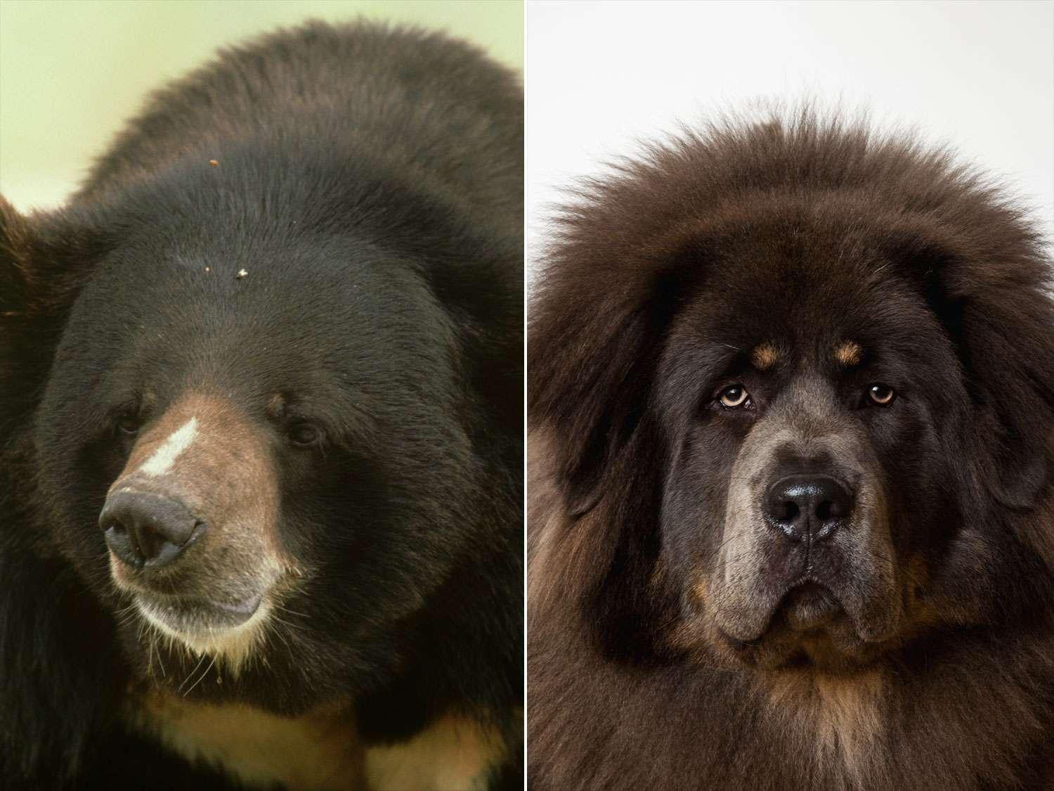 Family Realizes Pet Dog Is Actually a Bear