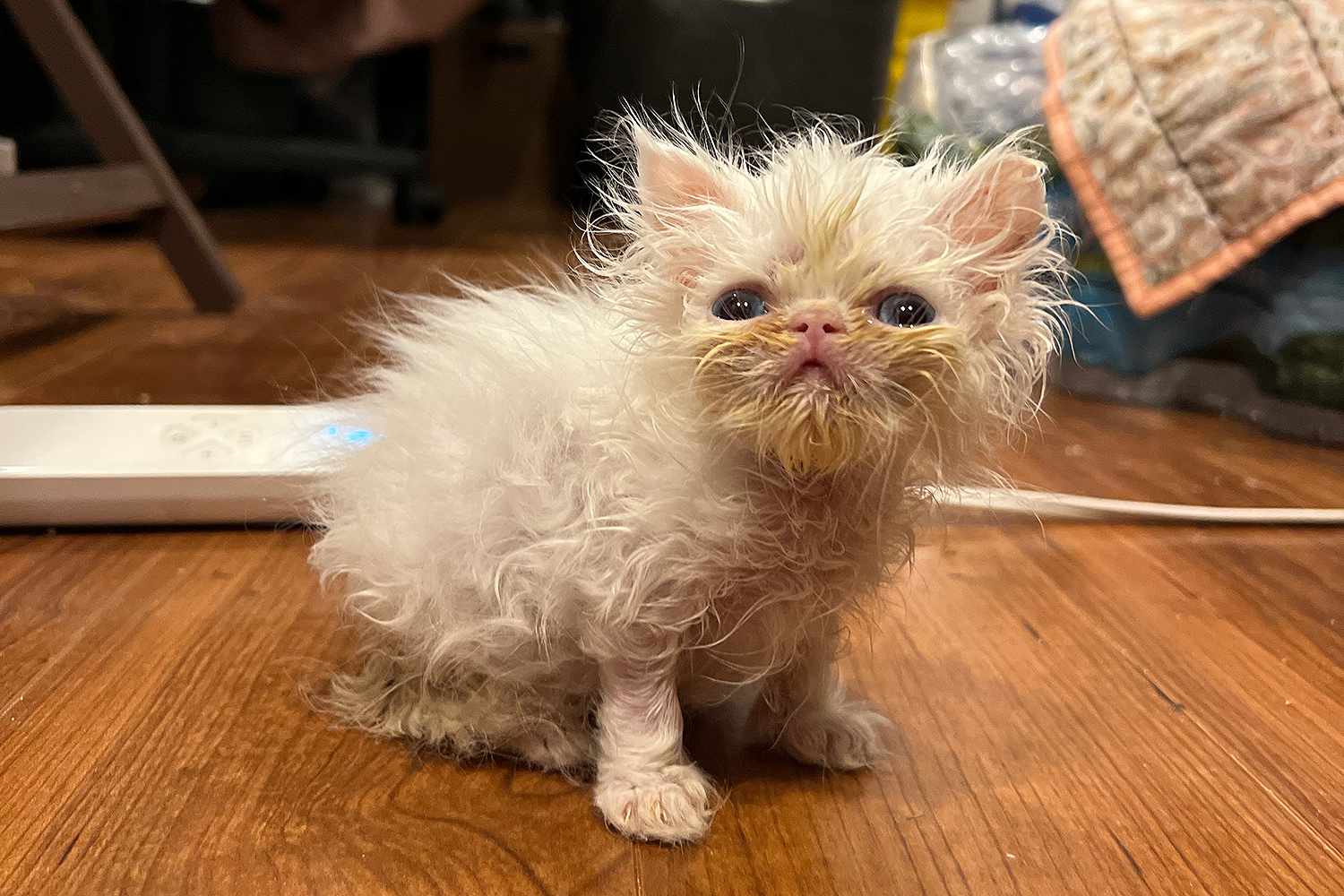 Meet Wisp, the Persian Kitten TikTok Is in Love with
