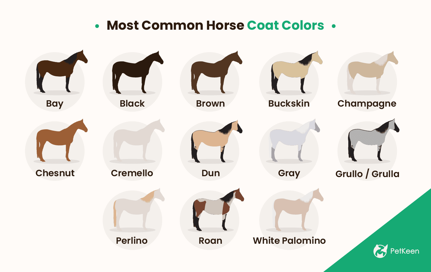 30 Most Common Horse Colors (With Color Chart) Pet Keen
