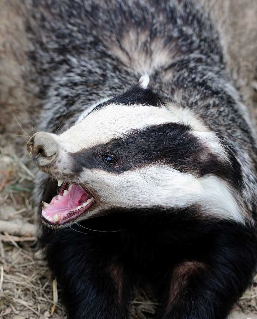 Are Badgers Dangerous To Humans, Animals, Pets, Environment?