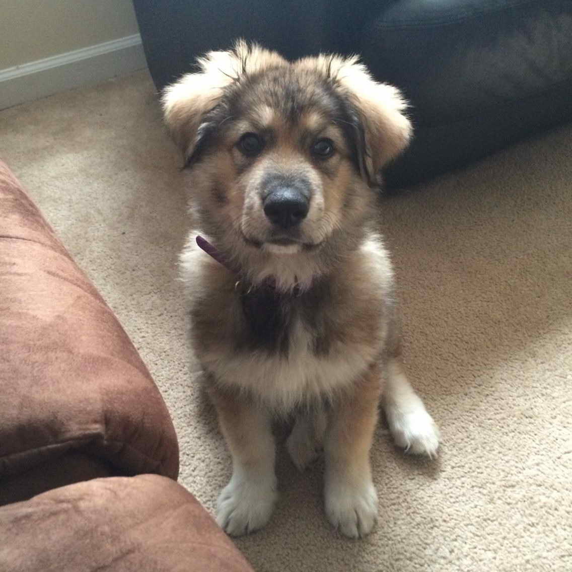 German Shepherd Great Pyrenees Mix PETSIDI