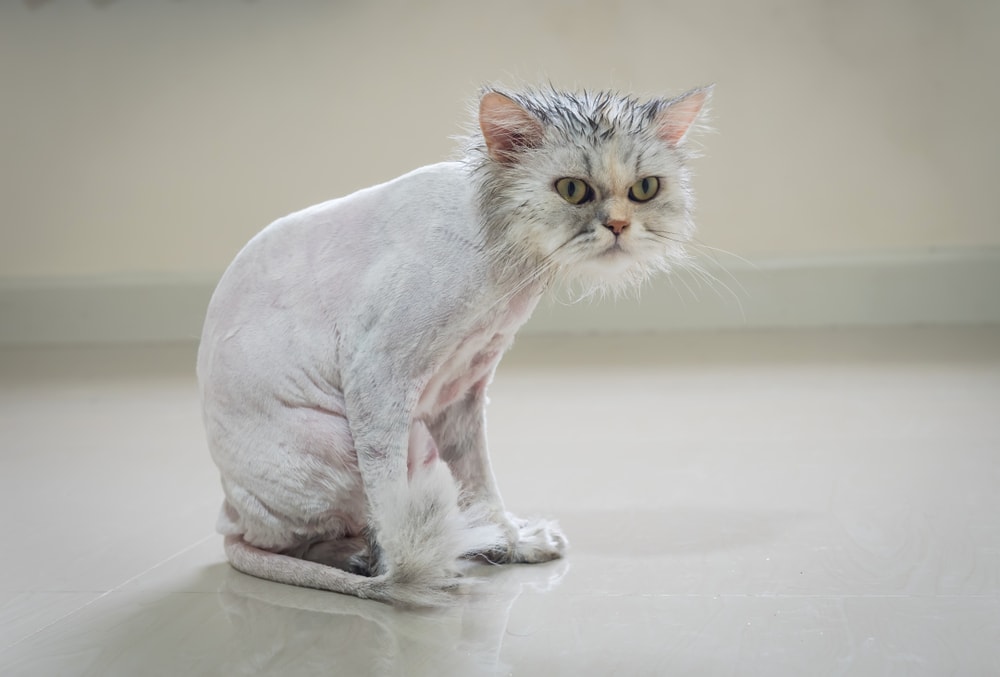 Can You Shave Your Cat & Should You? » Petsoid