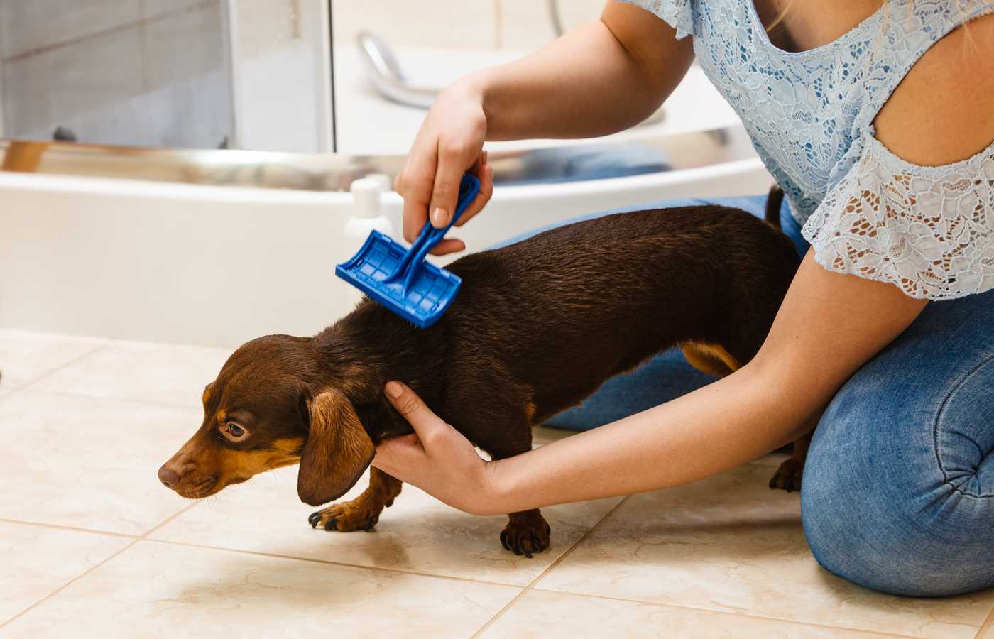 Top 8 Best Dog Brushes For Short Hair Available in 2024 PetStruggles