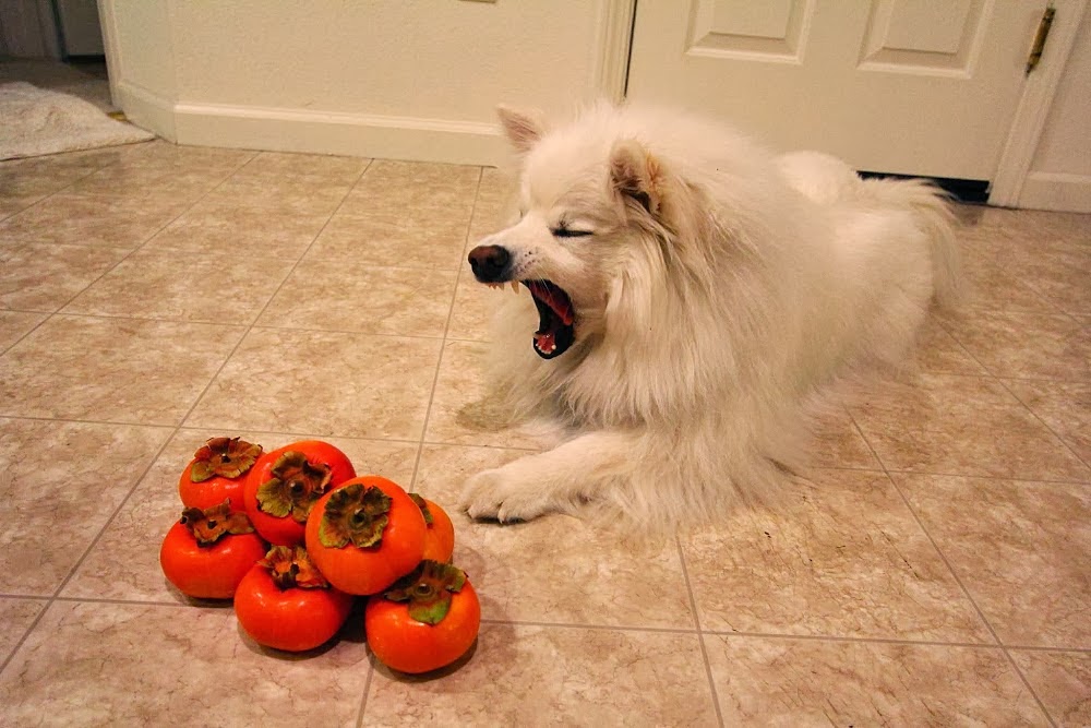 Can Dogs Eat Persimmons?