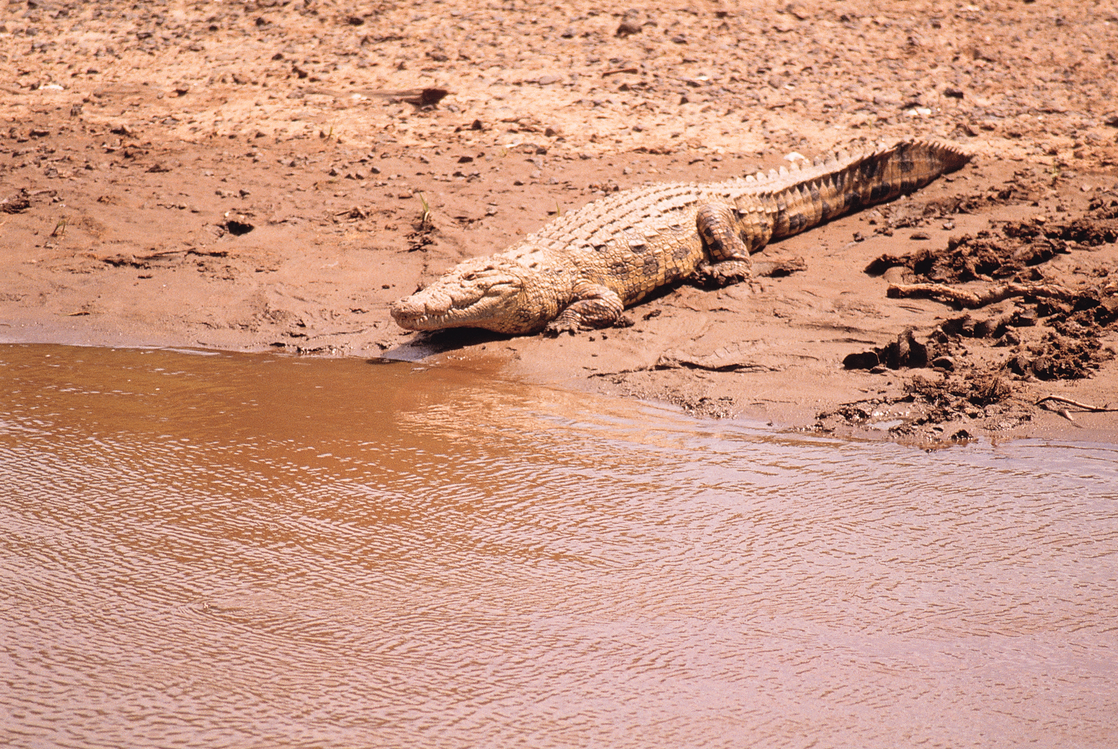 Characteristics of a Crocodile Animals mom.me