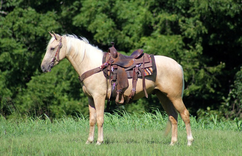 I'm Charlie Sheen Platinum Equine Auction