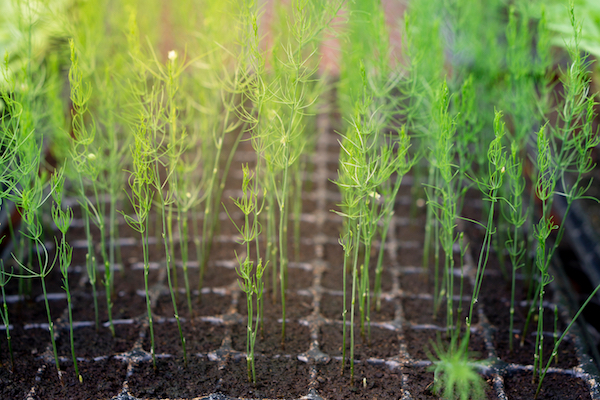 Growing Asparagus From Seed