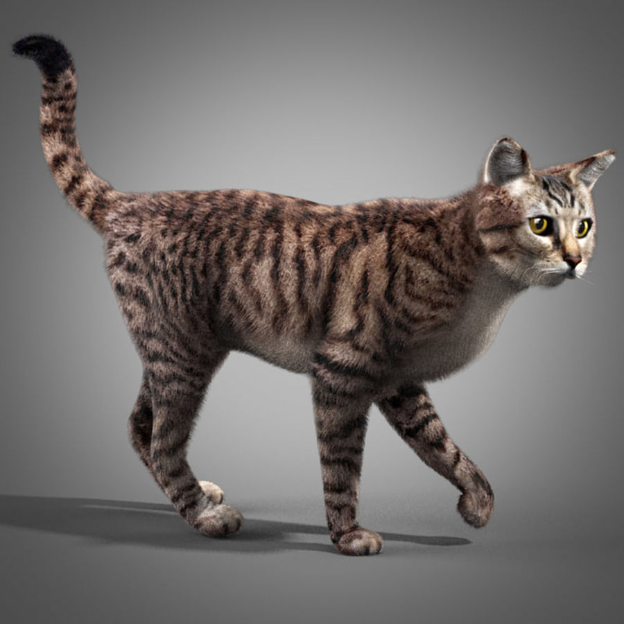 Striped Cat 3D Model 44 .unknown .max .obj .fbx .3ds Free3D